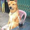 Chuyên Đánh Bả Chó