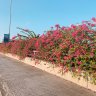 Phong79