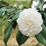 nov_camellia
