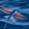 flying fish