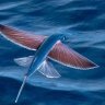 flying fish