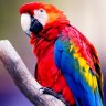 Macaw Parrot