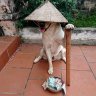 Tống James