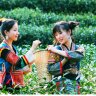 Trà xanh Hàng Châu