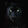 Black.Panther