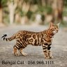 Bengal Cat