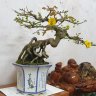 Trung1271