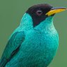 Bluebird2908
