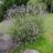 Lavenders