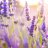 honey_bee_2011