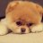 puppy.funny