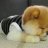 funny.puppy