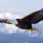 eagle12