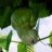 matiz_coi