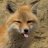 The fox