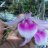 nguyends