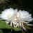 hathanh121881