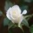 Adela_cl