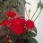 Phuong small