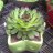 ab_ngoc
