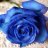 RoseBlueee