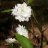 Small_bluebell