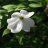 Dogwood