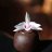 Nam orchid