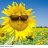 HOI_THD50
