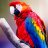 Macaw Parrot