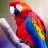 Macaw Parrot