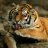 Night Tiger