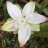 giovotinh_annhien