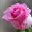 Roses pink