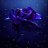Roseday